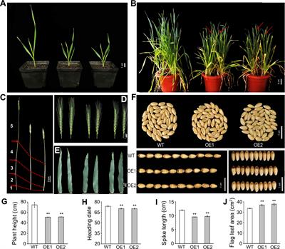 Overexpression of TaLBD16-4D alters plant architecture and heading date in transgenic wheat